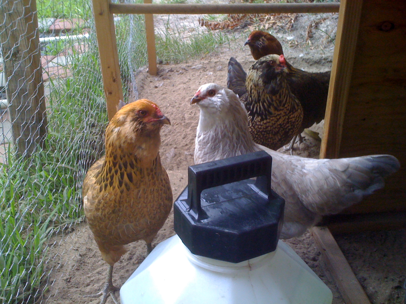 My original 4 hens